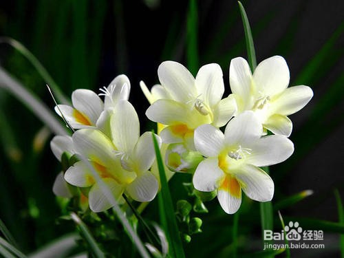 香水兰开完花怎么办