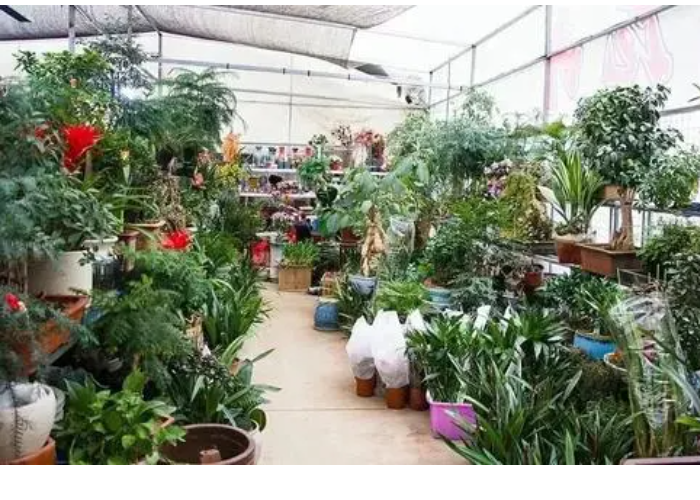 有谁知道芜湖的花卉市场