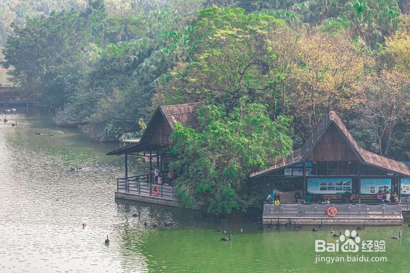 广州长隆野生动物世界攻略1