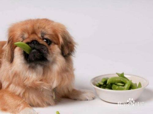 适合狗狗吃的6种蔬菜