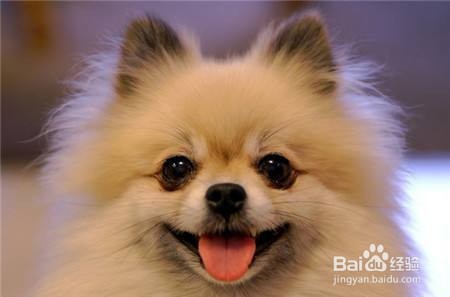 如何训练狗狗回应名字