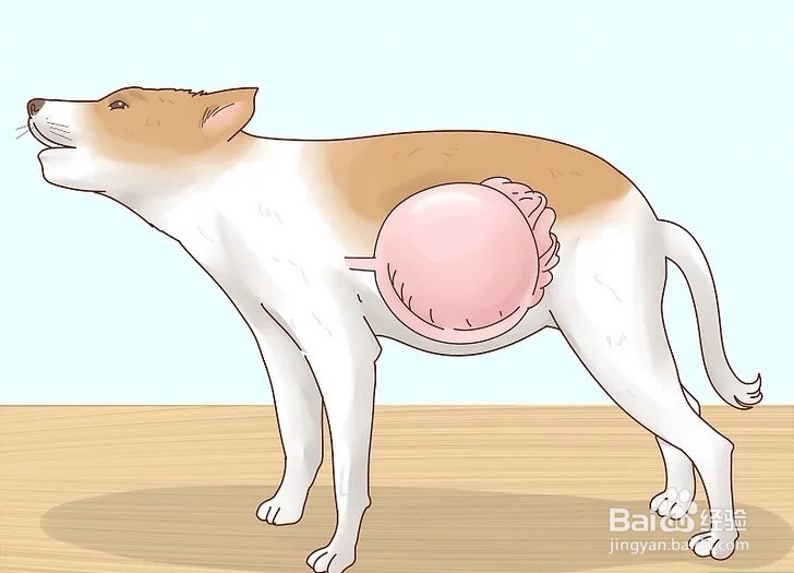 怎样才能增加狗狗的食欲?