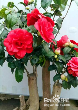 茶花树的养殖方法