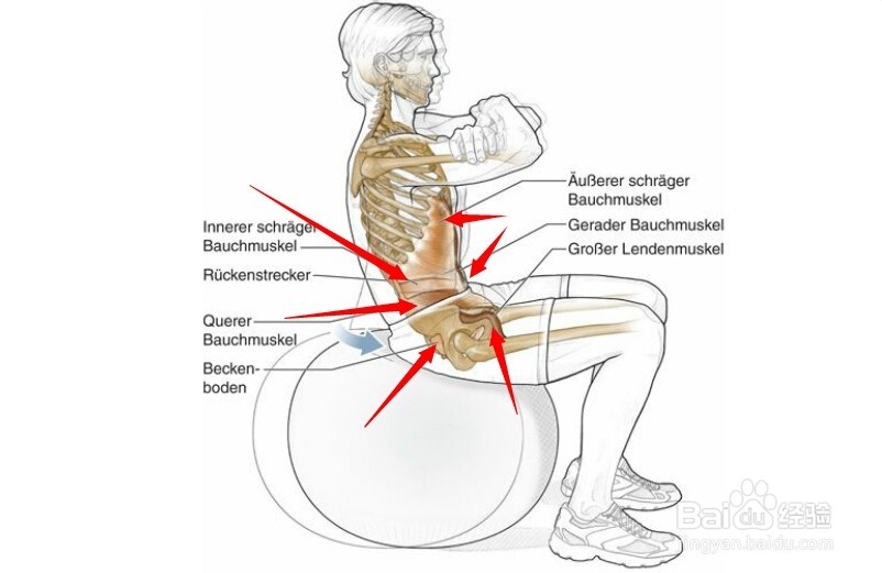 高尔夫球训练：[2]相关肌肉图2