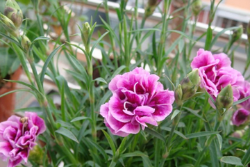 怎样培育香石竹新品种?