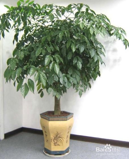 根少的幸福树怎么办