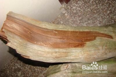 奶香木怎样辨别