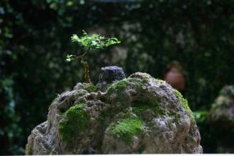 苔藓发霉怎么办呢？