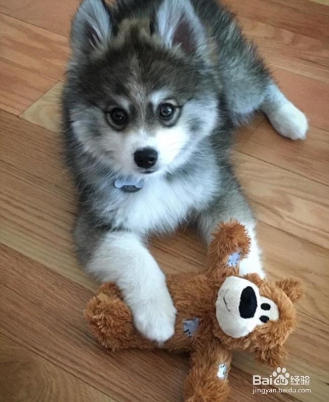 颜值超高的诺曼，想要一个嘛