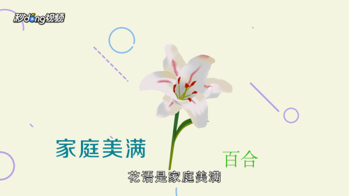 父亲节送什么花