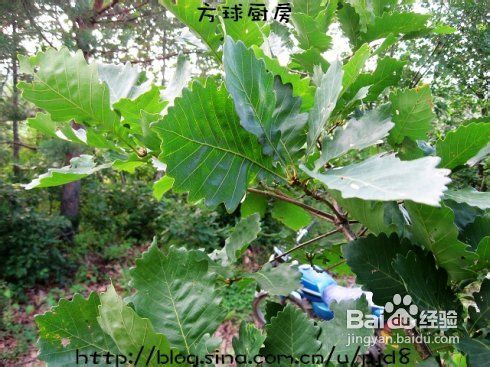 东北土菜-----粘耗子