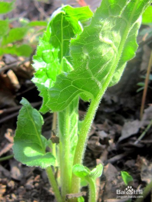 如何挑选大耳毛