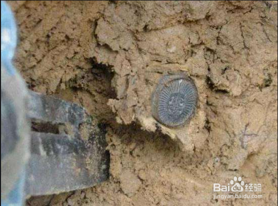 冬天如何挖蚯蚓