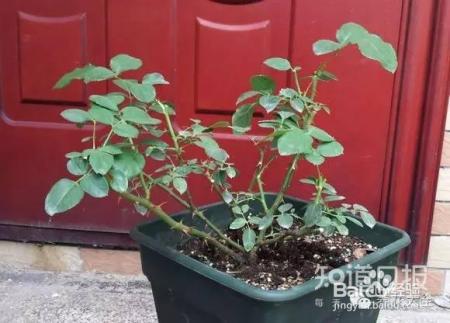 冬季养花7大法宝,小心你的花熬不到春天!