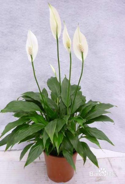 看富贵人家都是这样养花的!不光好看,还能好运连连!