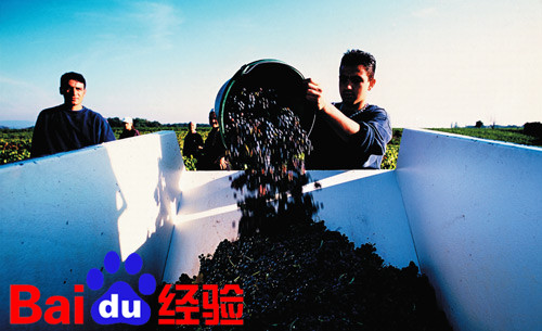 世界葡萄酒旅游胜地---微醺酒香享受阳光