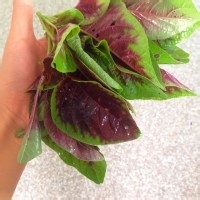 可爱彩色蔬菜包子