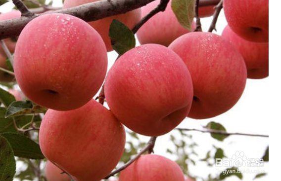 怎样挑选苹果才好吃