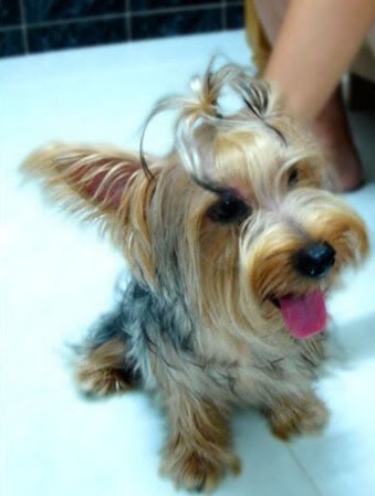 怎样选购丝毛梗犬