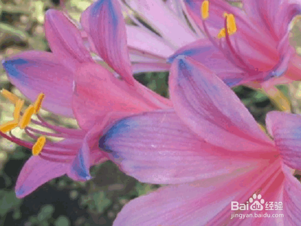 换锦花的养殖方法及养护要点