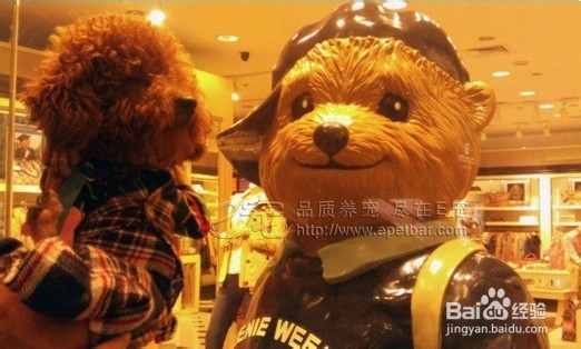 泰迪犬价格