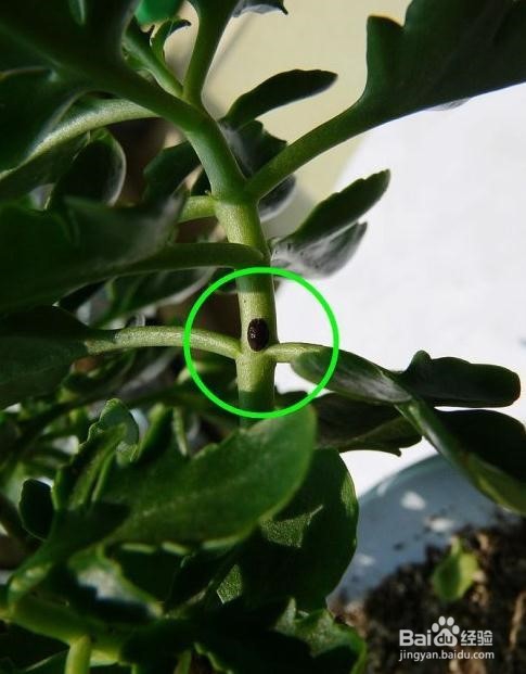 长寿花有虫怎么办