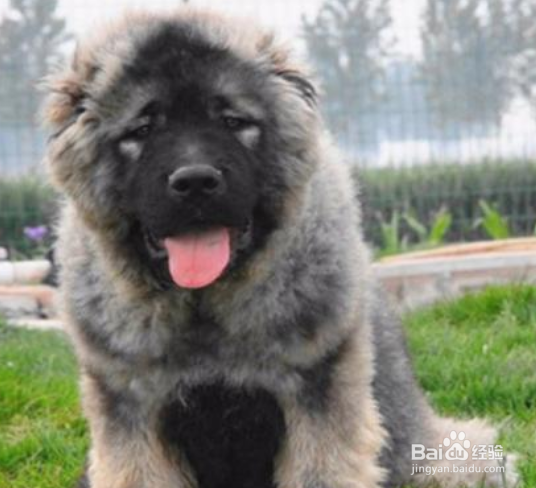 高加索犬怎么喂养