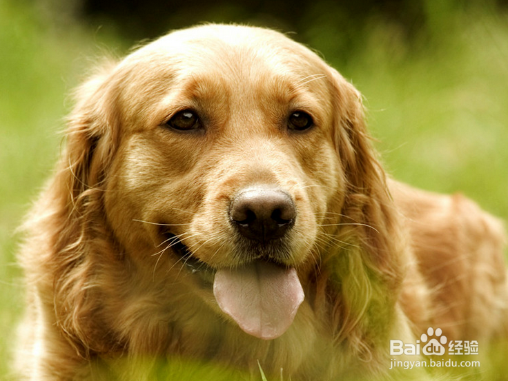 狗狗怎么养才能长寿