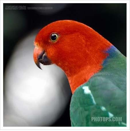 ps教程：用通道混合器还原照片局部细节