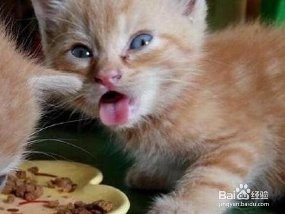 猫咪被主人喂了辣的东西,那表情别提多爽了!