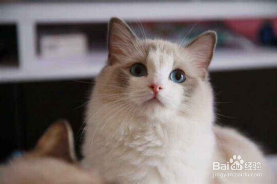 布偶猫怎么能配出双色?