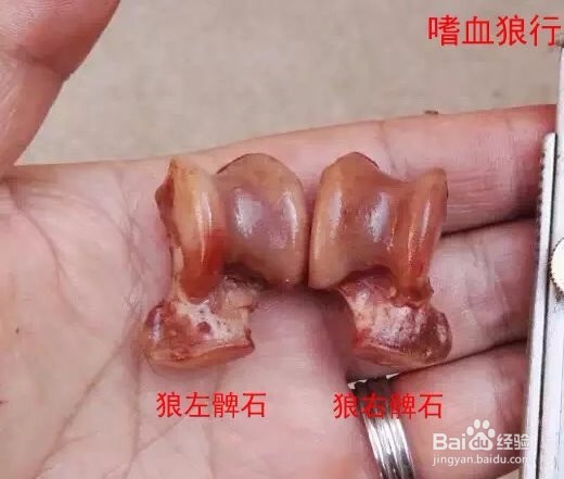 狼掌骨简析与狼髀石如何辨别左右