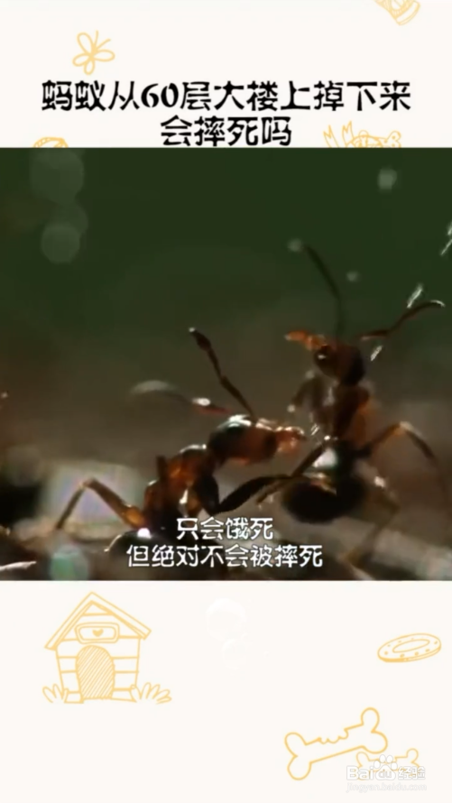 蚂蚁从高楼上掉下来会摔死吗#校园分享#