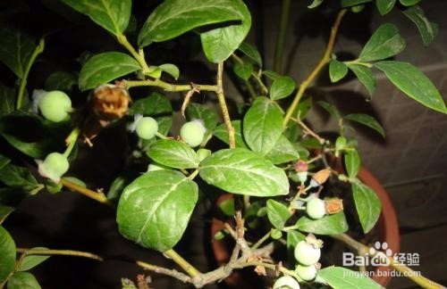 蓝莓开花怎么授粉