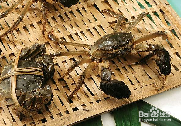 如何挑选阳澄湖大闸蟹?