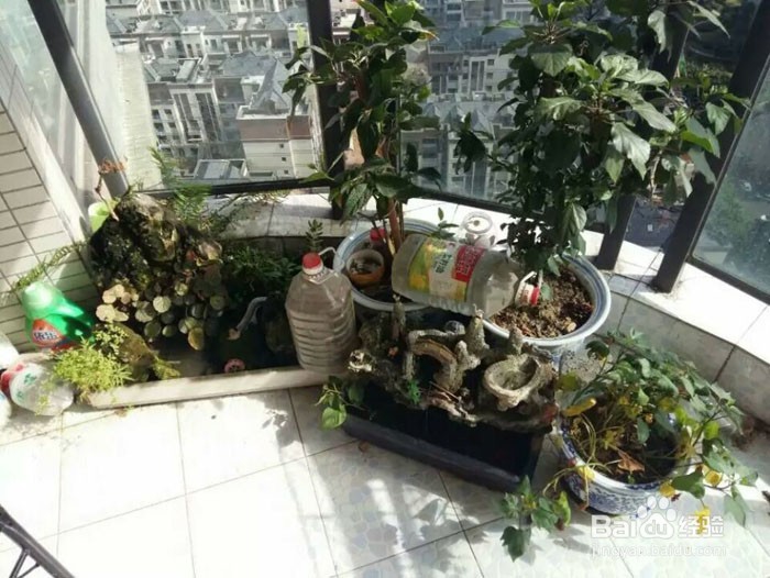出差后自动浇花出门自动浇灌滴水花草保命方法