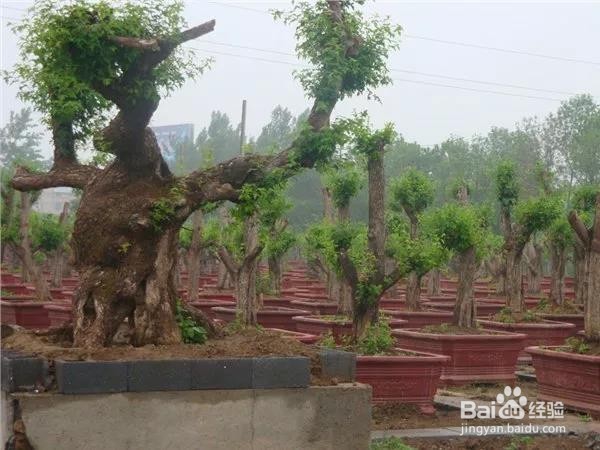 三角枫该如何养护