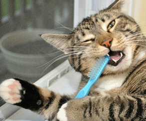 新手养猫需要注意哪些事项