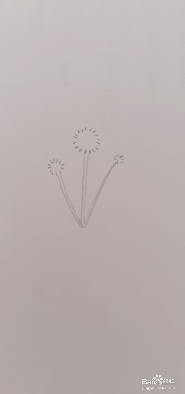 简笔画蒲公英怎么画