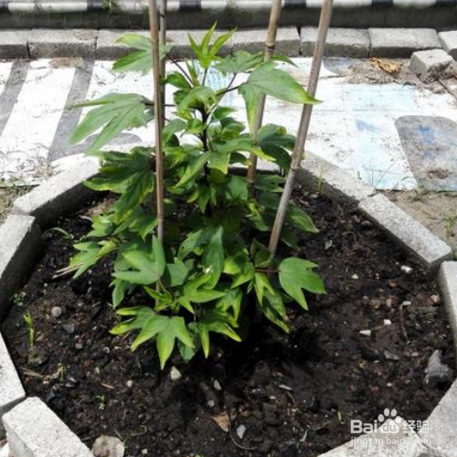 洛神花怎么养殖?