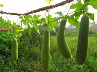 婴幼儿咽炎怎么治