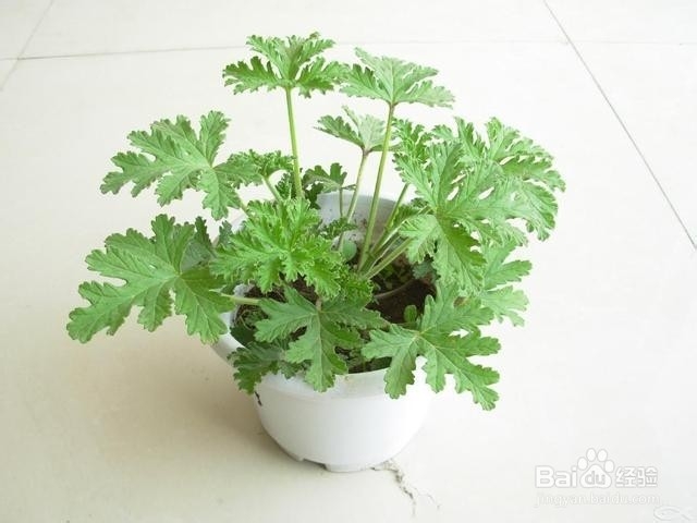 养花旧土这样做，轻松变肥沃土壤，养花效果超好