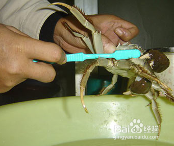 螃蟹要怎么清洗