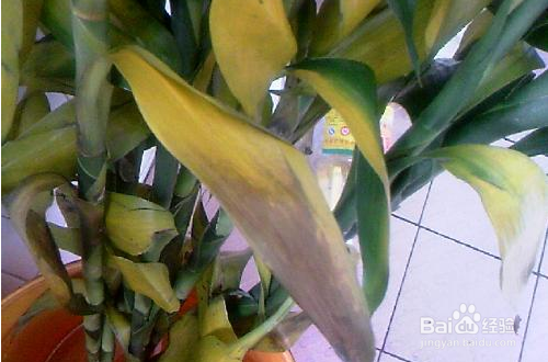 富贵竹养殖方法注意事项