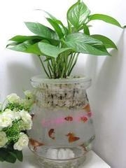 水培花卉之绿萝