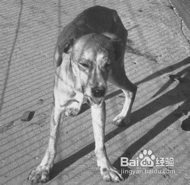 狗狗呕吐的常见原因及对策