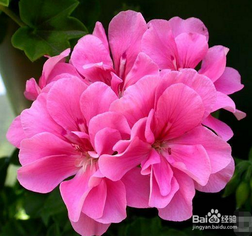 如何靠大自然驱蚊
