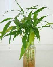 冬天怎样养富贵竹