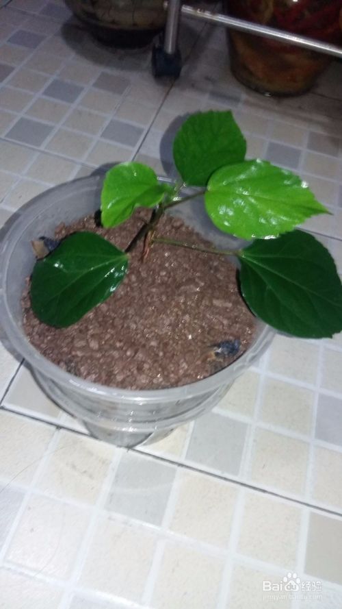 废物利用一次性碗diy自动浇水花盆 百度经验 废物利用一次性碗diy自动浇水花盆 百度经验