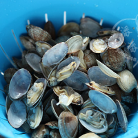 老签传串串香之辣炒花哈